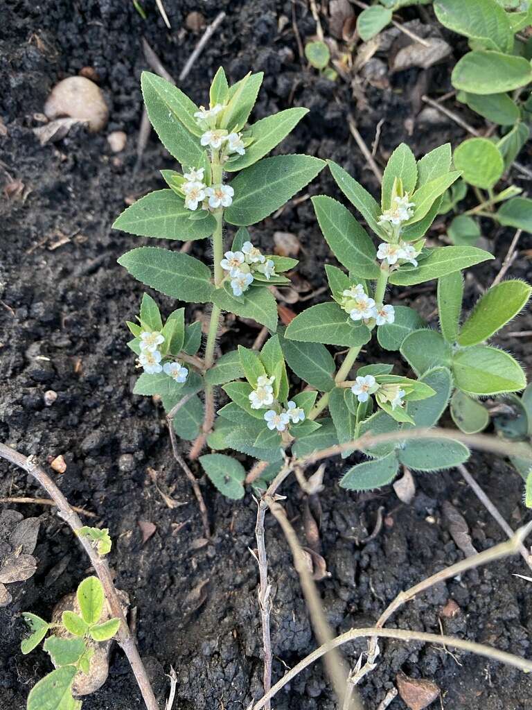 Image of Euphorbia selloi (Klotzsch & Garcke) Boiss.