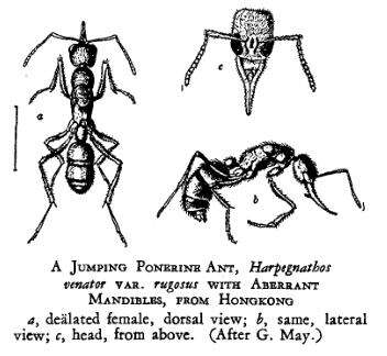 Image of Harpegnathos venator (Smith 1858)