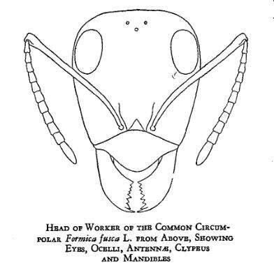 Слика од Formica fusca Linnaeus 1758