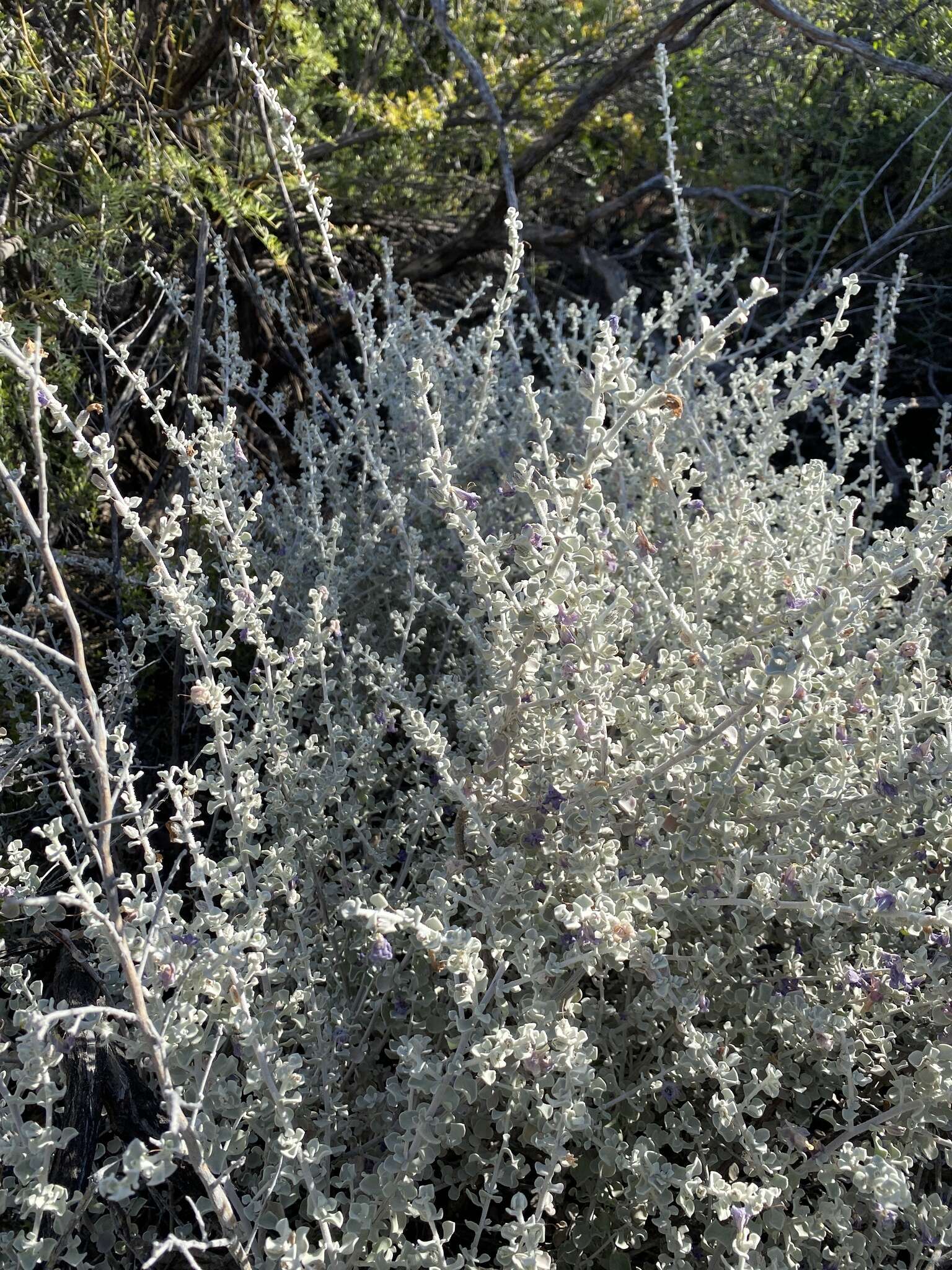 Image of Brewster County barometerbush