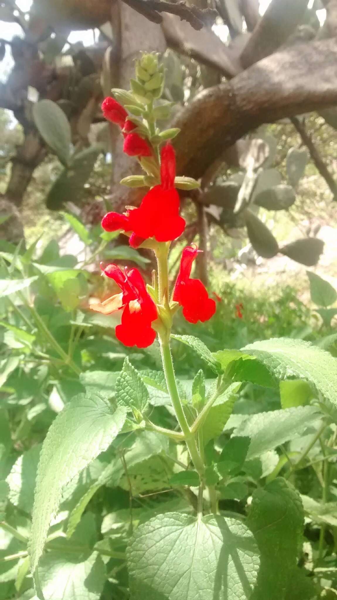 Image of Salvia pulchella DC.