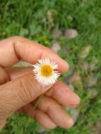 Image of Erigeron longipes DC.