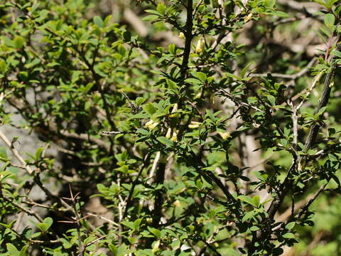 Lonicera kawakamii (Hayata) Masam.的圖片