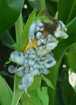 Image of corn smut