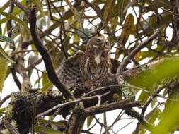 Image of Andean Pygmy Owl