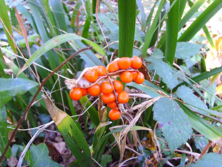 Image of stinking iris