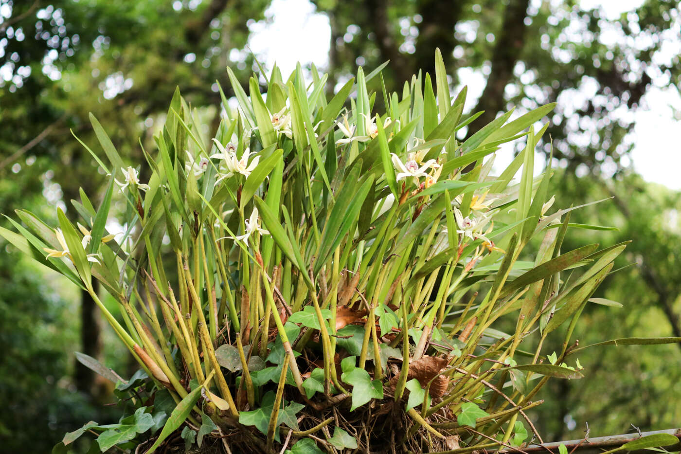 Imagem de Prosthechea baculus (Rchb. fil.) W. E. Higgins