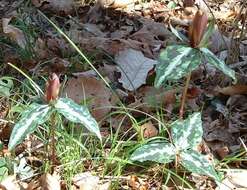 Image de Trillium decipiens J. D. Freeman