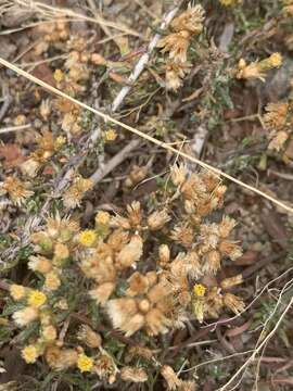 Image of Helichrysum asperum var. appressifolium (Moeser) Hilliard