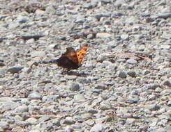 Image of Gray Comma