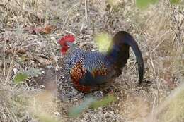 Image of Grey Junglefowl