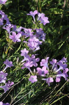 Image of Linum heterosepalum Regel