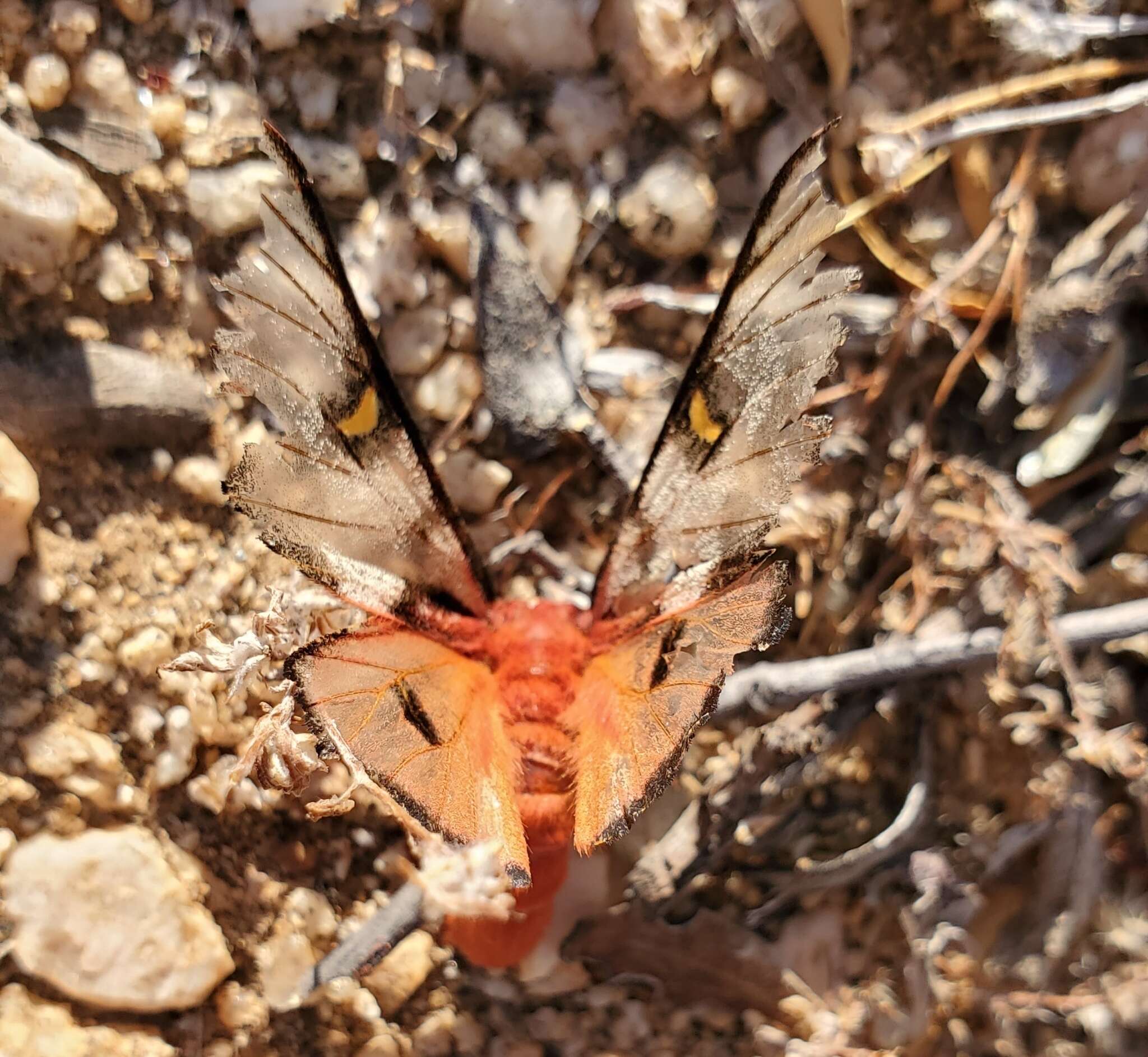 Imagem de Hemileuca electra rubra McElfresh & Tuskes 1993