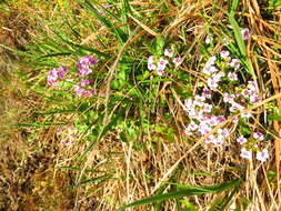Слика од Cardamine purpurea Cham. & Schltdl.