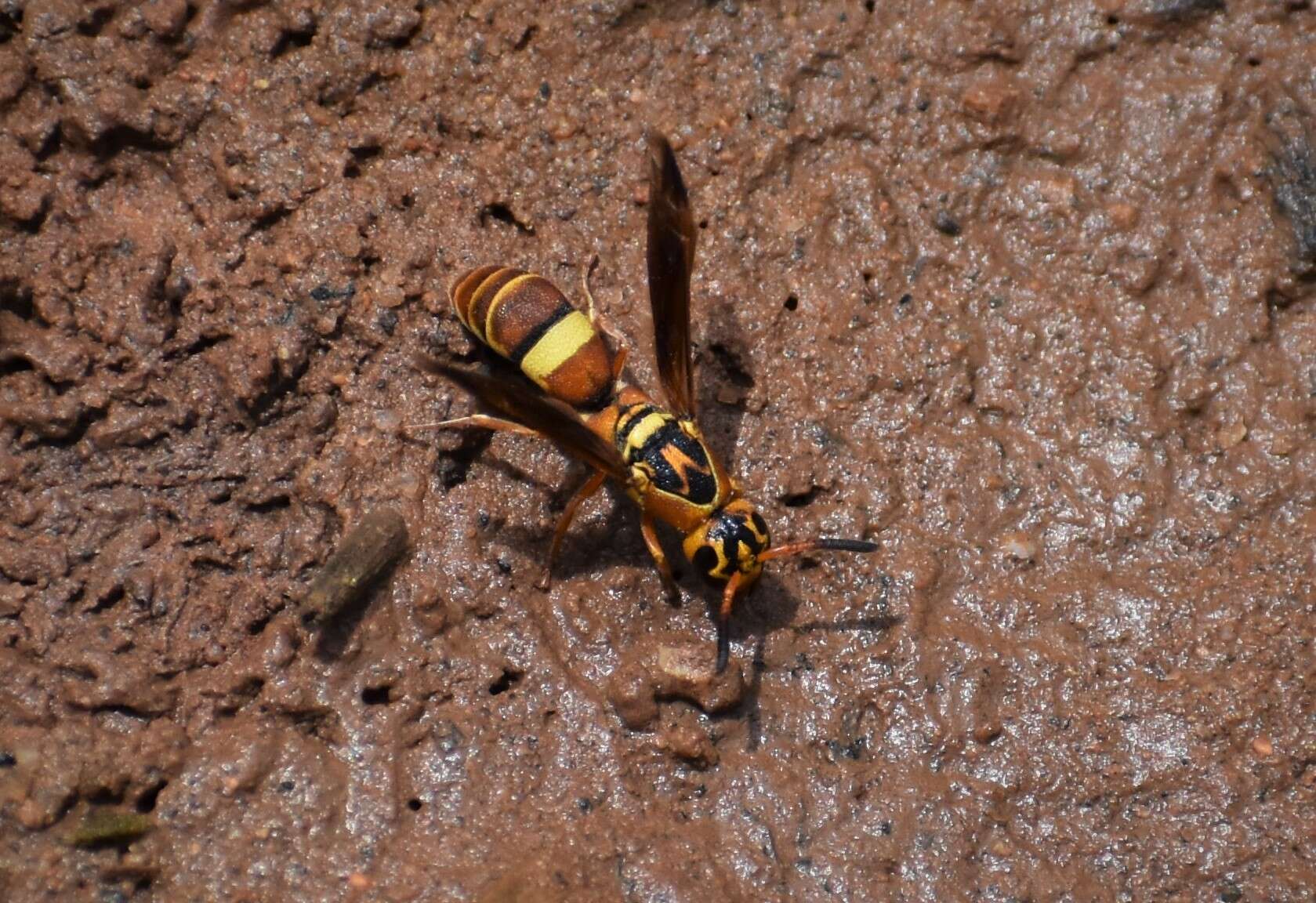 Image of Dolichodynerus tanynotus (Cameron 1909)