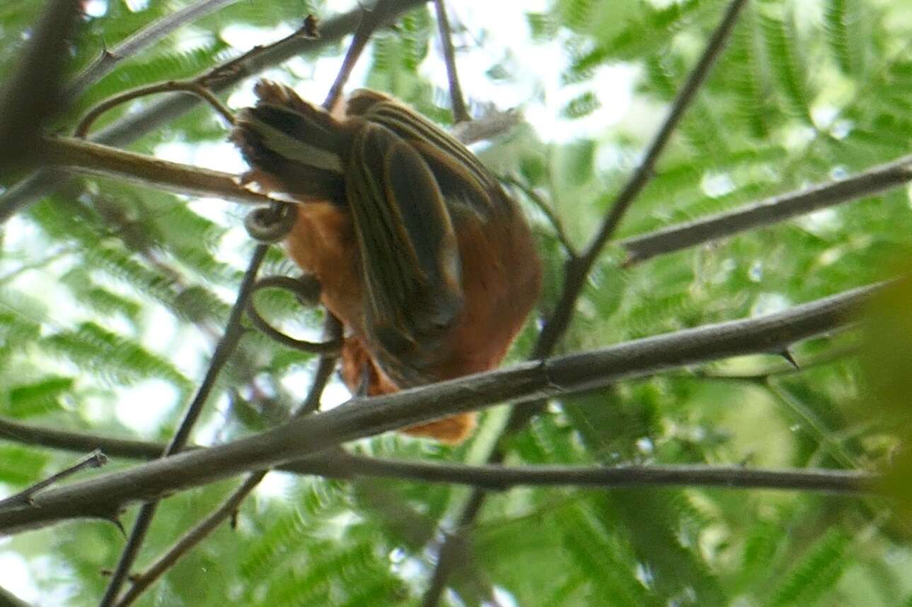 Plancia ëd Picumnus cinnamomeus Wagler 1829