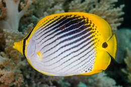 Image of Spot-tail Butterfly Fish