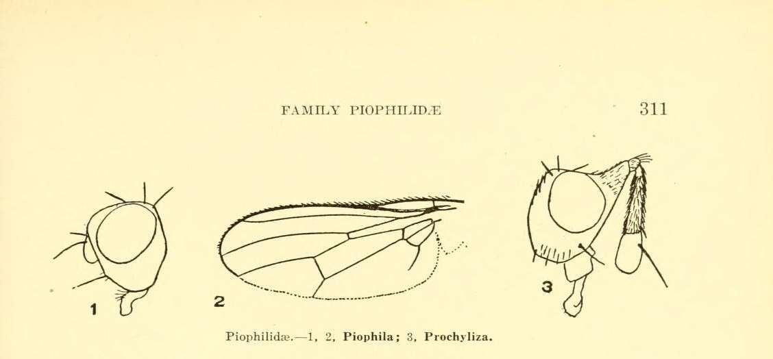 Image of cheese skippers and relatives