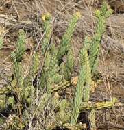 Image of California pricklypear