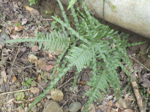 Sivun Pteris heteromorpha Fée kuva