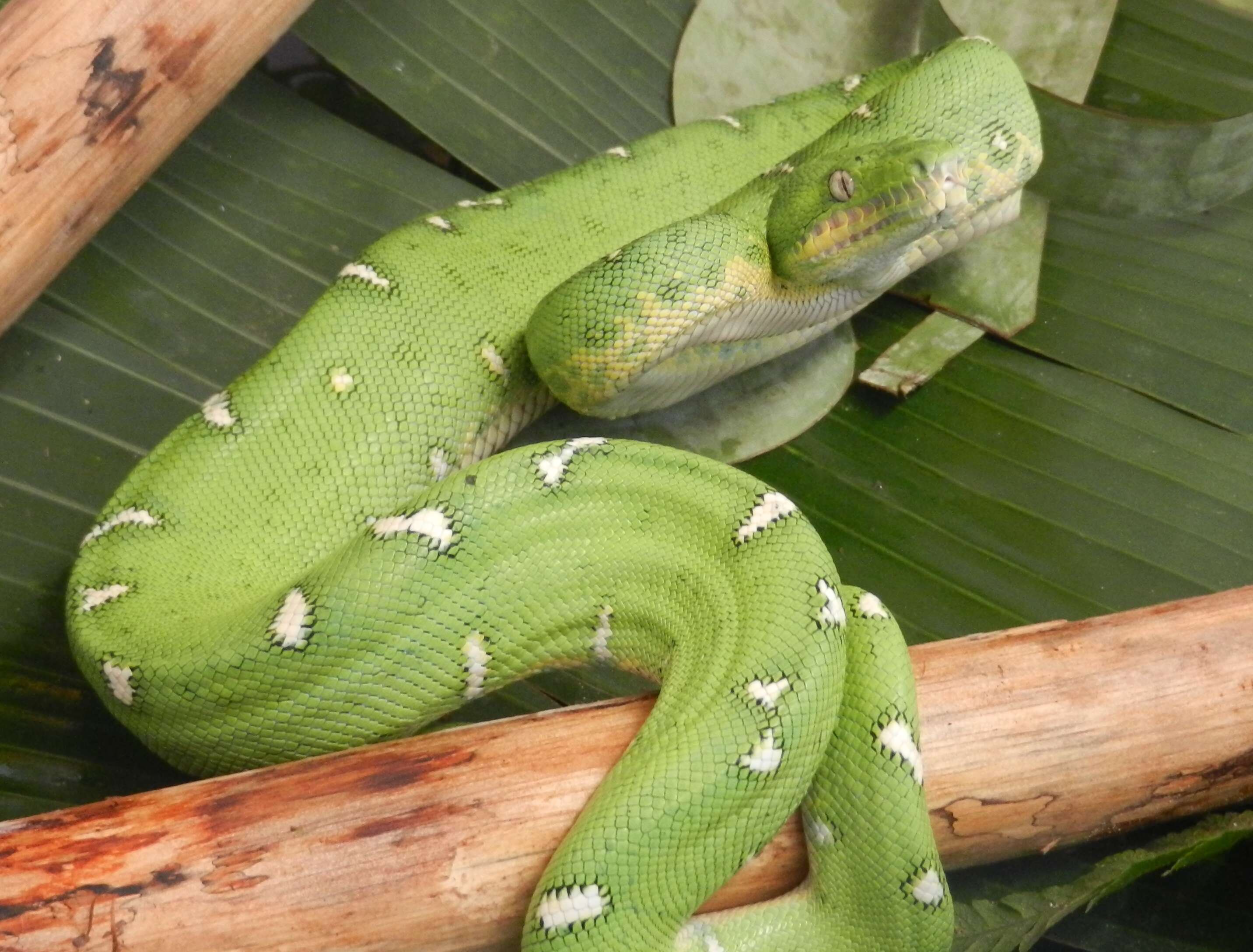 Image of Corallus Daudin 1803