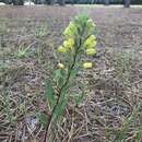 Asclepias pedicellata Walt. resmi