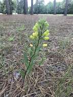 Image of Savannah Milkweed