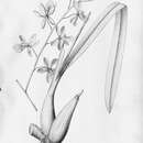 Image of Encyclia advena (Rchb. fil.) Porto & Brade