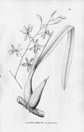 Image of Encyclia advena (Rchb. fil.) Porto & Brade