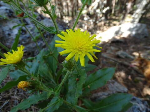 Image of Hieracium amplexicaule L.