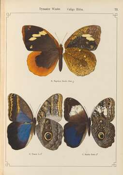 Image of Caligo teucer Linnaeus 1758