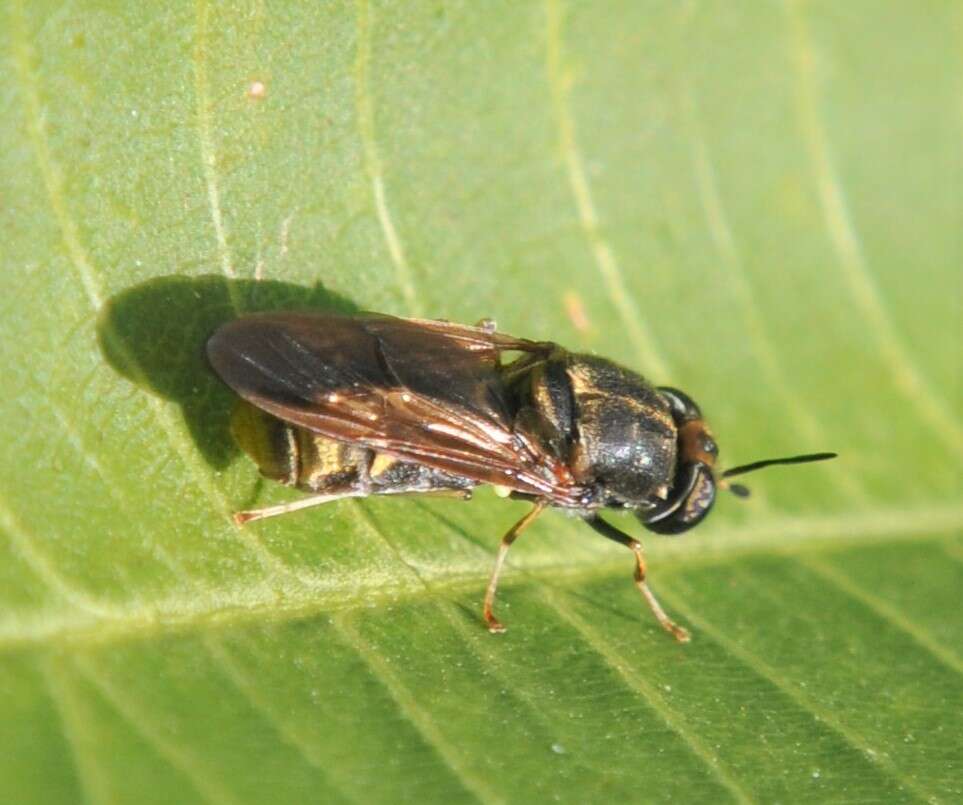 Image of Hermetia aurata Bellardi 1859