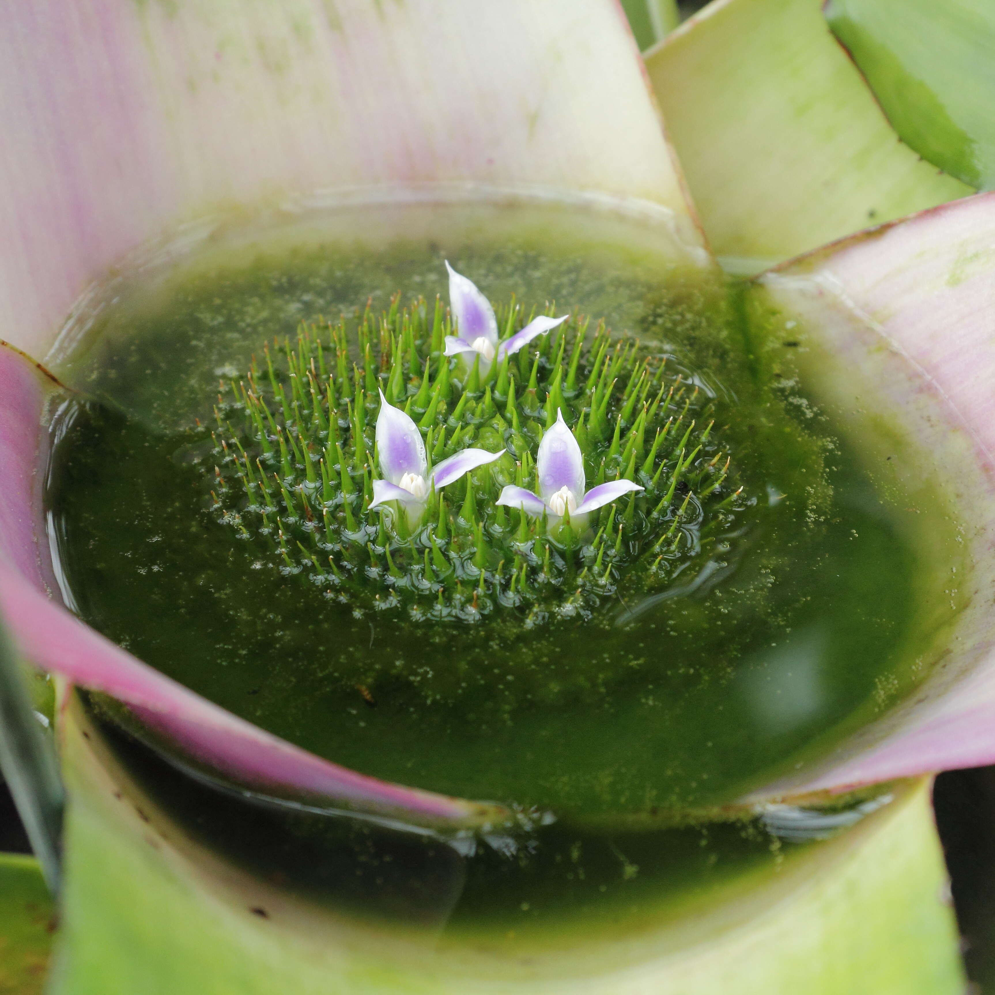 Image of Neoregelia concentrica (Vell.) L. B. Sm.