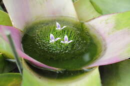 Image of Neoregelia concentrica (Vell.) L. B. Sm.