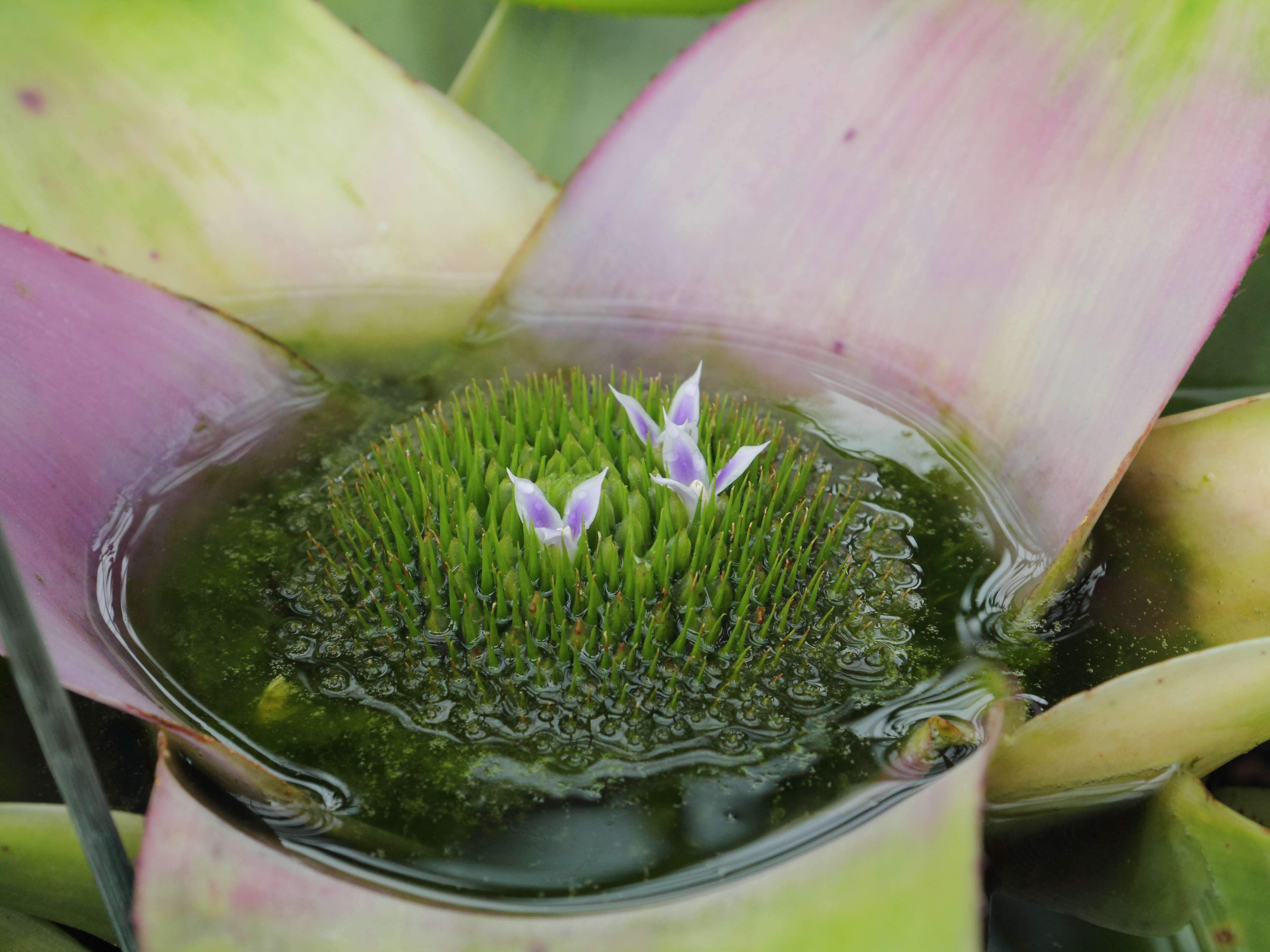 Image of Neoregelia concentrica (Vell.) L. B. Sm.