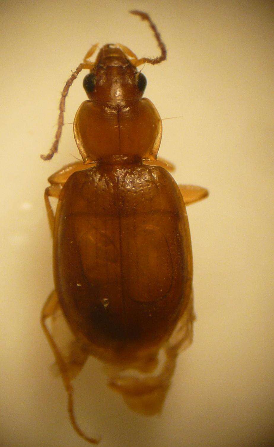 Image of Ocys harpaloides (Audinet-Serville 1821)
