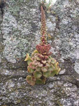 Image of Umbilicus rupestris (Salisb.) Dandy