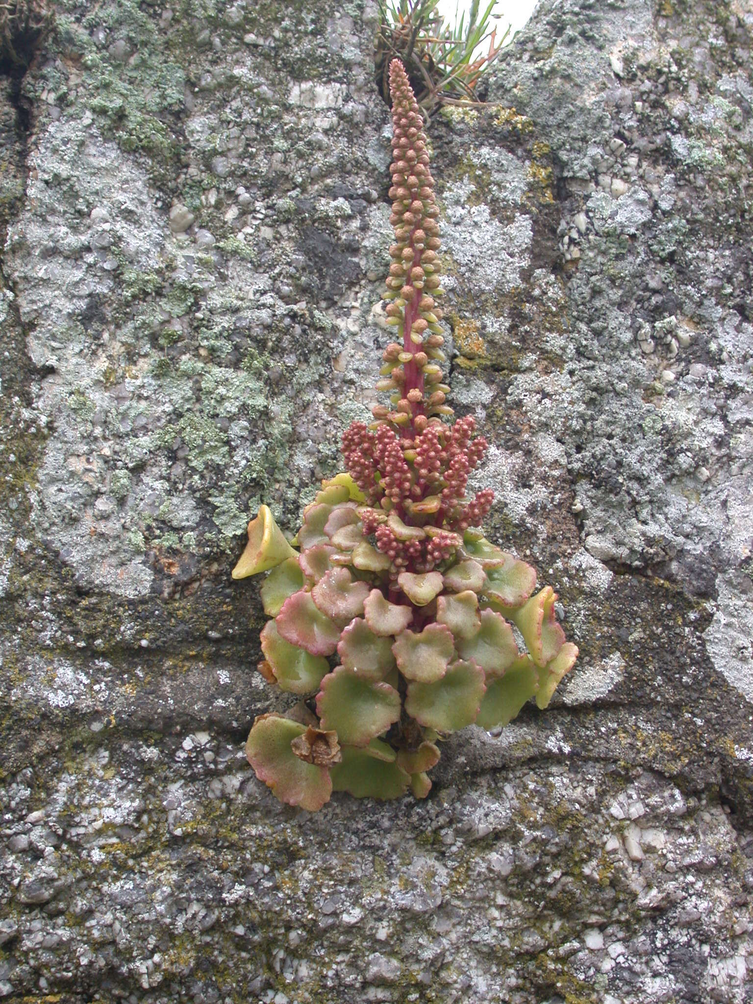 Image of Umbilicus rupestris (Salisb.) Dandy