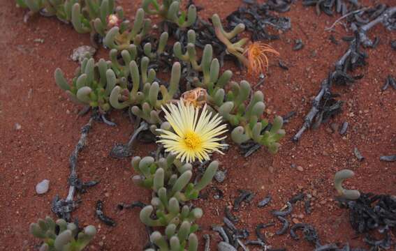 Image of Cephalophyllum inaequale L. Bol.