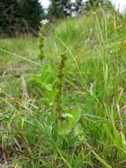 Image of Health Speedwell