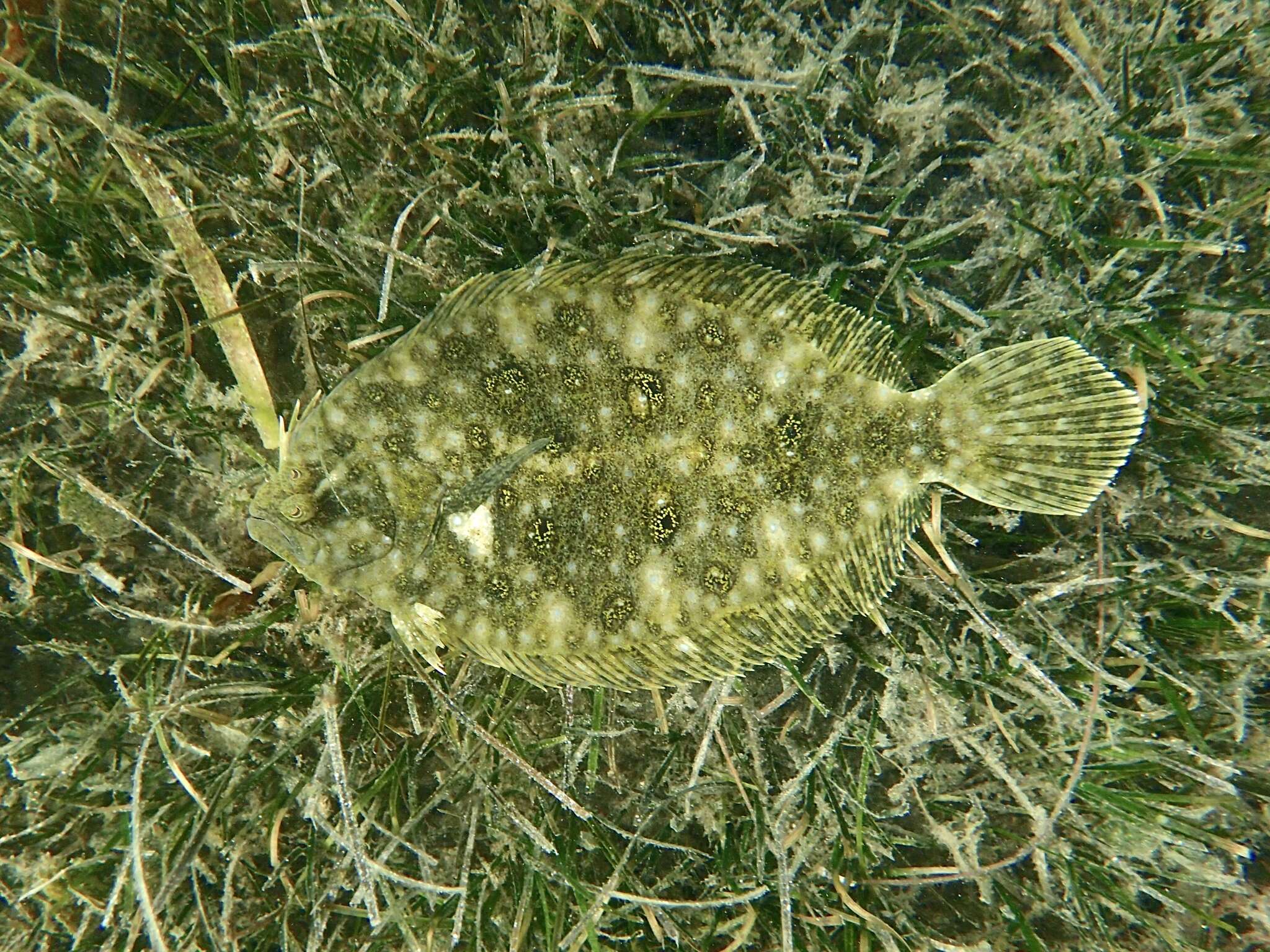 Image of Jenyn&#39;s flounder