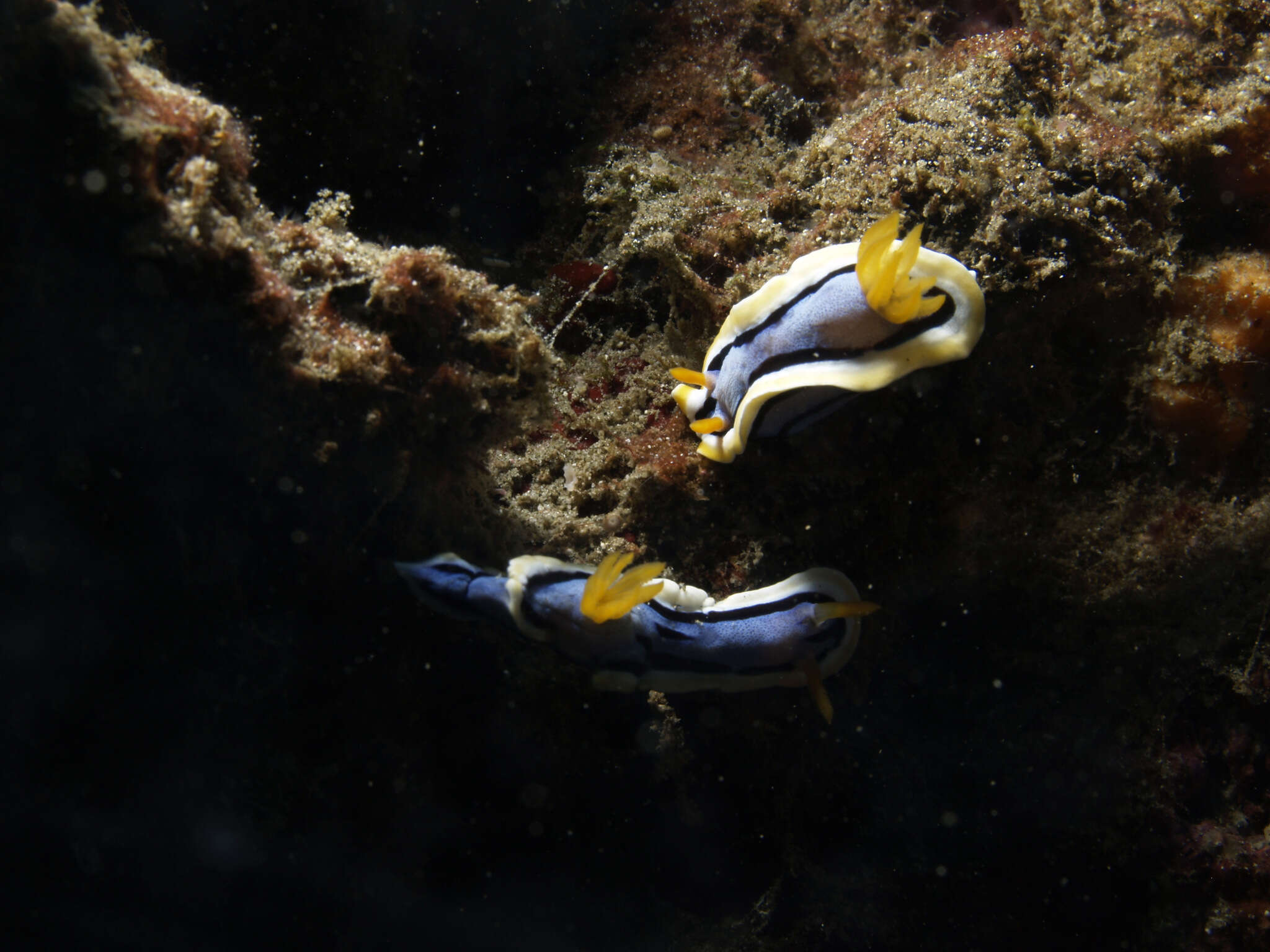 Image of Chromodoris annae Bergh 1877