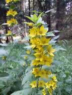 Image of Dotted Loosestrife