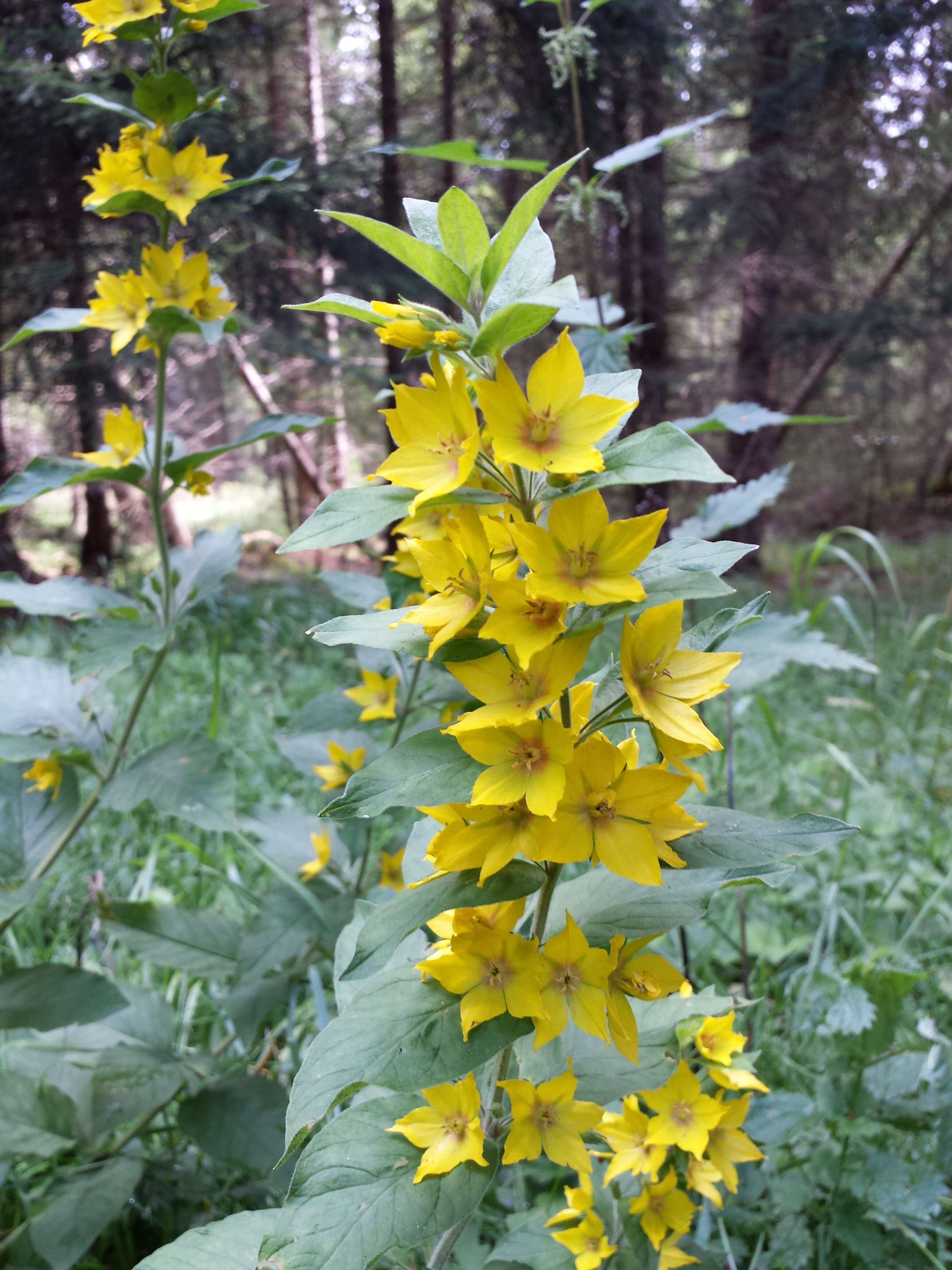 Image of Dotted Loosestrife