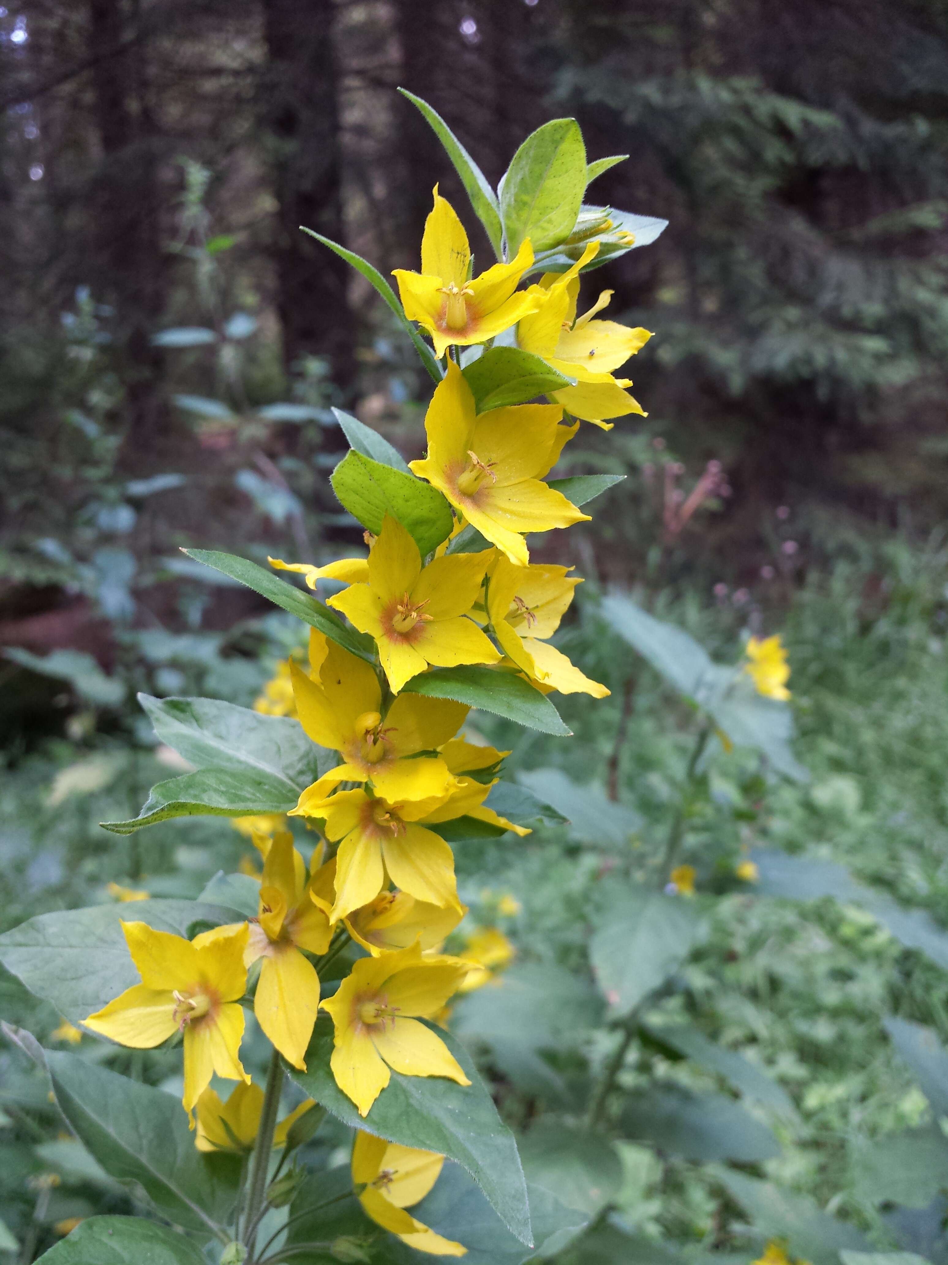 Слика од Lysimachia punctata L.