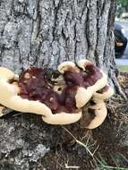 Image of Ganoderma polychromum (Copel.) Murrill 1908