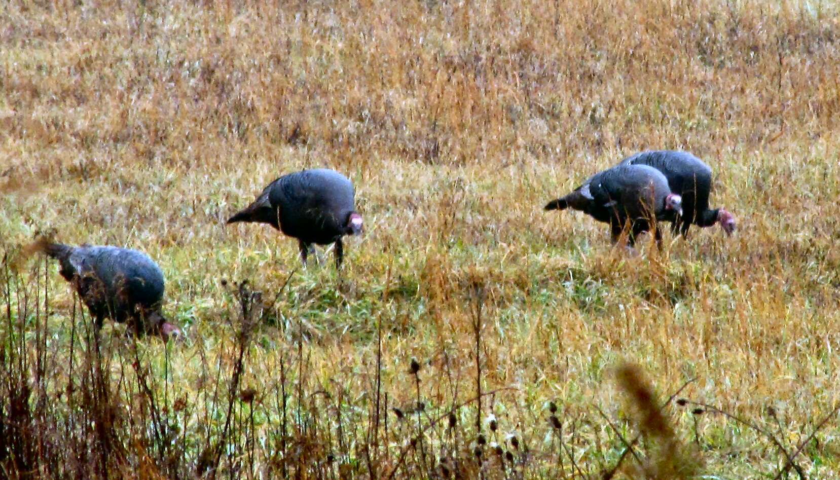 Imagem de Meleagris gallopavo Linnaeus 1758