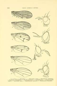 Image of lauxaniid flies