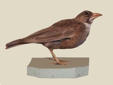 Image of Masked Lark