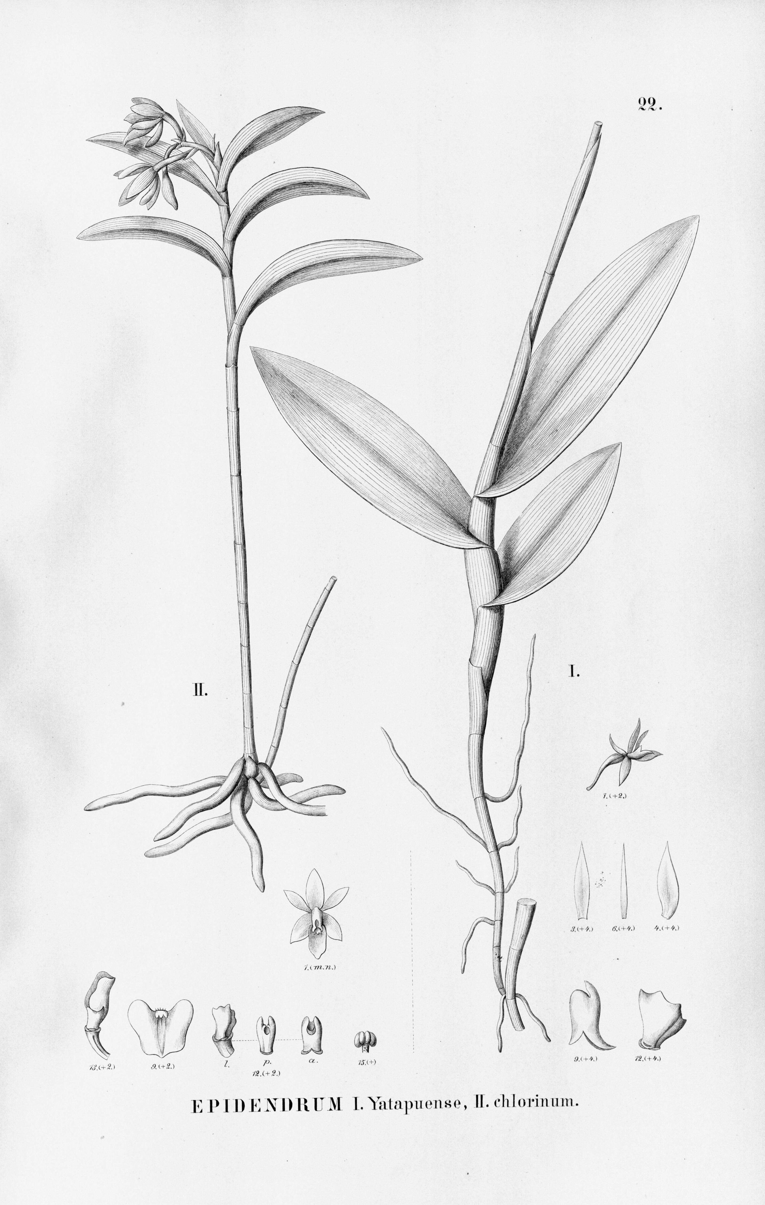 Image of Epidendrum chlorinum Barb. Rodr.